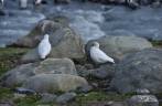 Um casal de pombas-antártica, em St Andrews Bay, na Geórgia do Sul